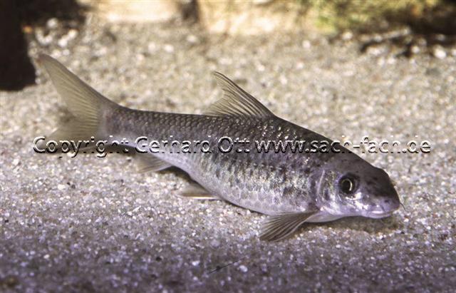 Crossocheilus latius (Hamilton, 1822)